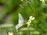 FZ006965 Small white butterfly (Pieris rapae) on flower drinking.jpg
